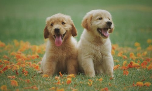 Czym jest dogoterapia?